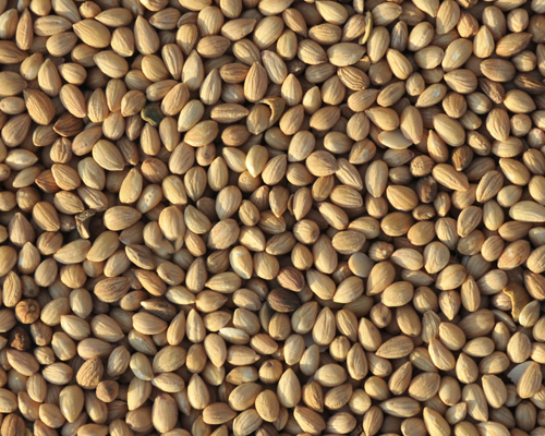 Mahlep Alım Satımı